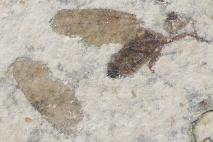 Fossil March Fly (Plecia) - Green River Formation #154549